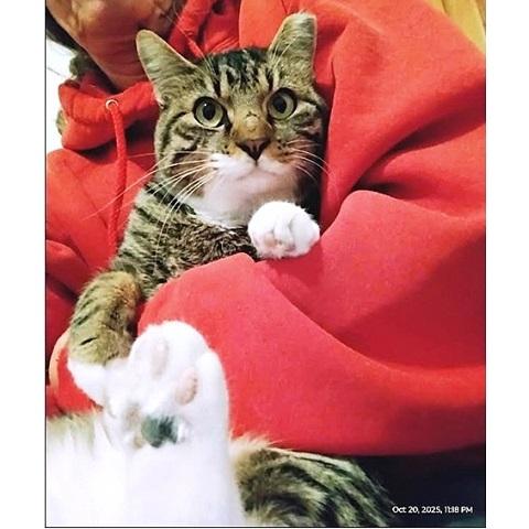 Chase, a Adoptable Tabby in Salt Lake City, UT image 2/3