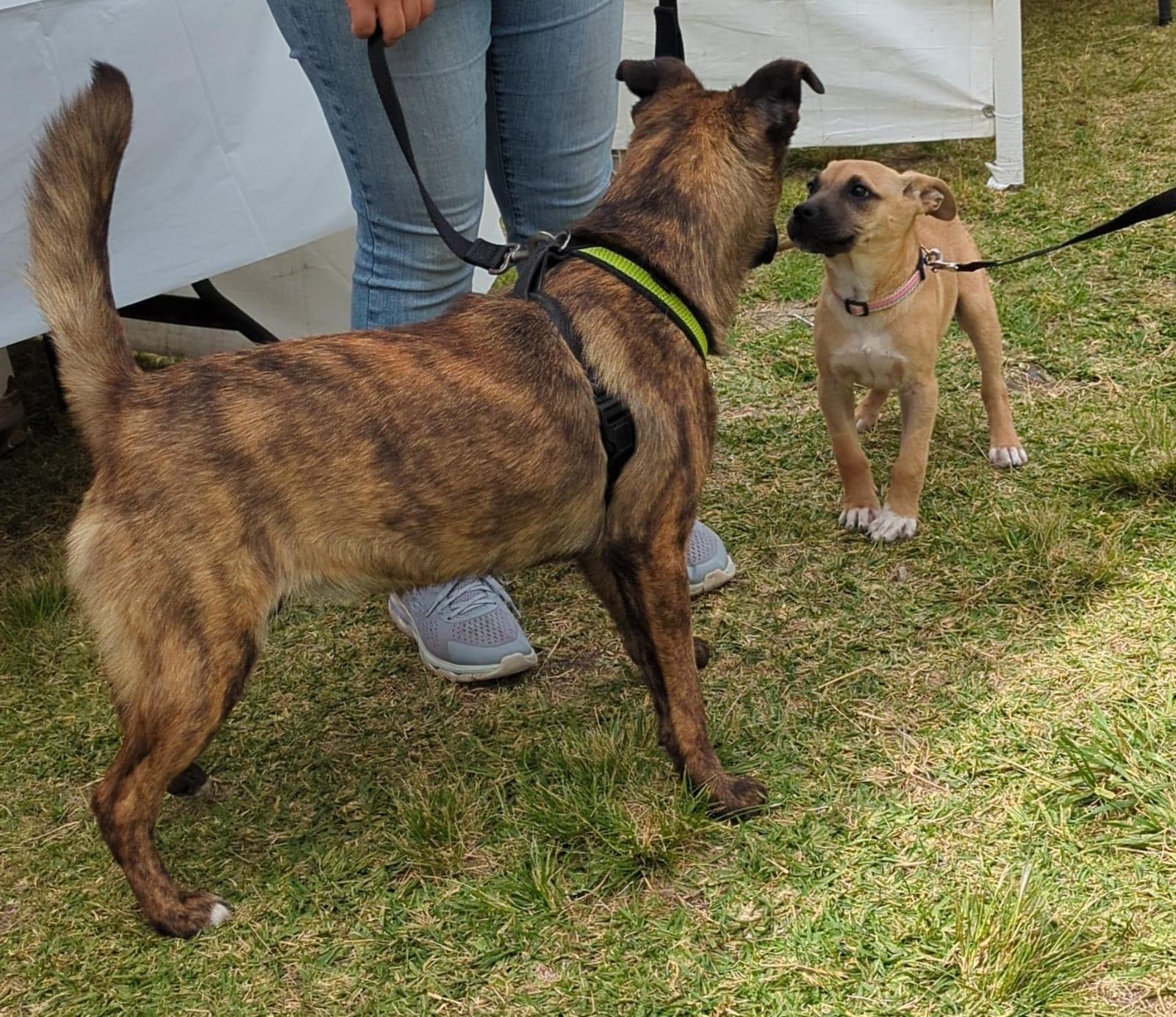 Enlarge Cherry, a Adoptable mixed breed in Tijuana, BCN image 3/3