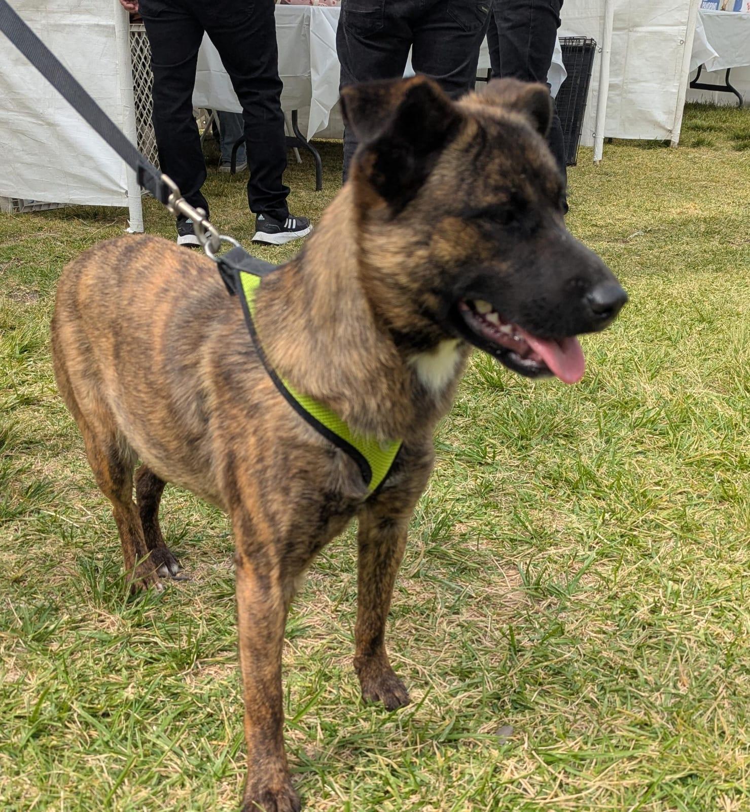 Enlarge Cherry, a Adoptable mixed breed in Tijuana, BCN image 1/3