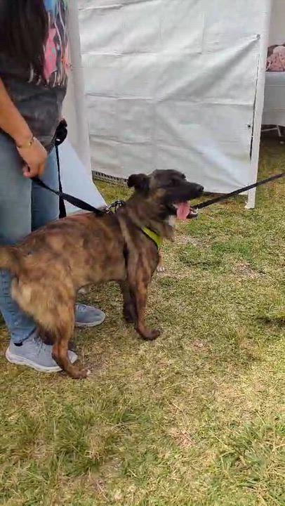 Enlarge Cherry, a Adoptable mixed breed in Tijuana, BCN video 2/3
