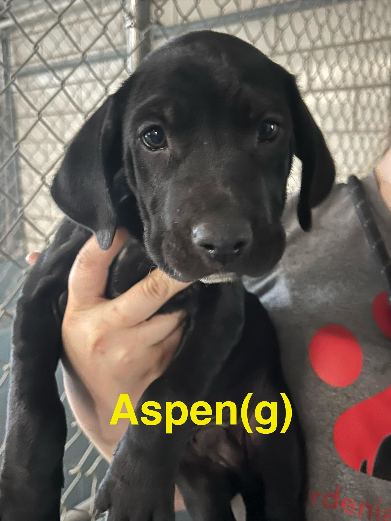 Icelynn, ADOPTABLE, Puppy Female Labrador Retriever & Hound.