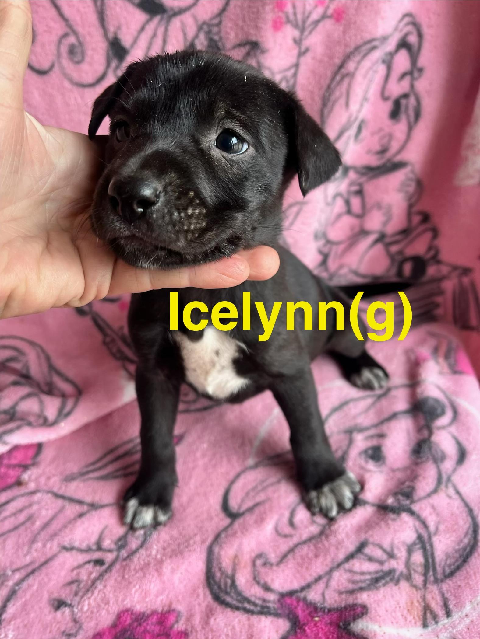 Enlarge Icelynn, a ADOPTABLE mixed breed in Whiting, NJ image 1/1