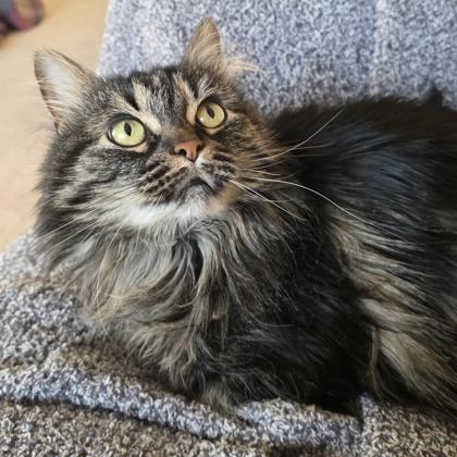 Stephanie, Adoptable, Adult Female Domestic Long Hair & Domestic Short Hair.