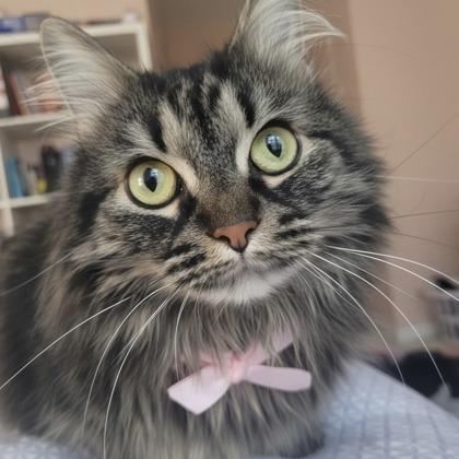 Stephanie, Adoptable, Adult Female Domestic Long Hair & Domestic Short Hair.