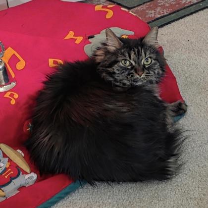 Enlarge Stephanie, a Adoptable mixed breed in Elk Grove Village, IL image 3/3