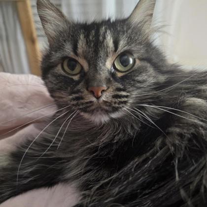 Stephanie, Adoptable, Adult Female Domestic Long Hair & Domestic Short Hair.