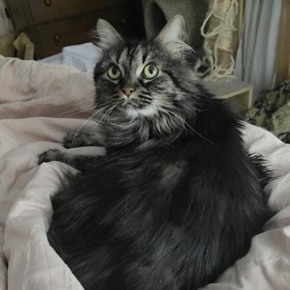 Stephanie, a Adoptable mixed breed image 2/3