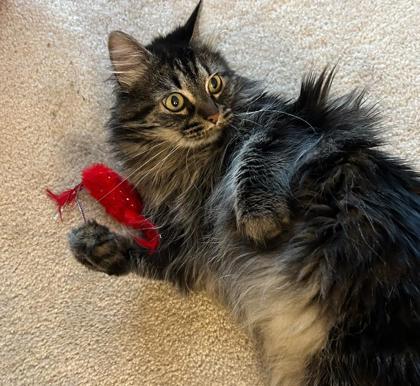 Stephanie, a Adoptable mixed breed image 3/3