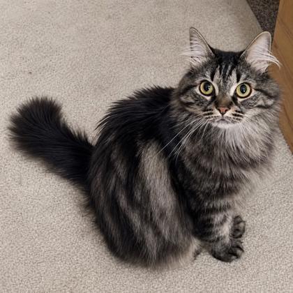 Stephanie, a Adoptable mixed breed in Elk Grove Village, IL image 3/3