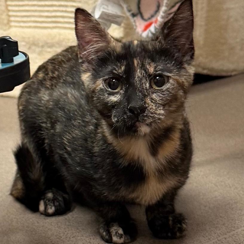 Enlarge Marble, a Adoptable Domestic Short Hair in Middlebury, VT image 1/4