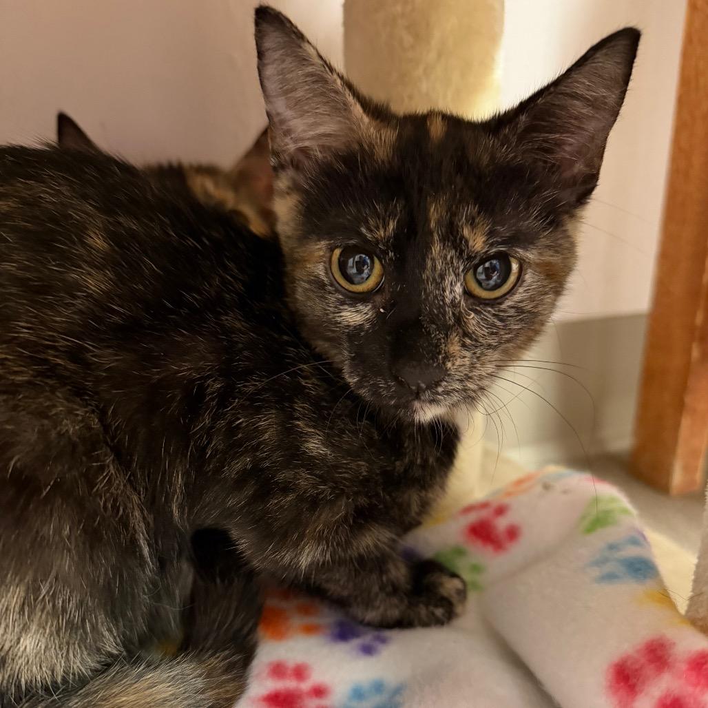 Enlarge Marble, a Adoptable Domestic Short Hair in Middlebury, VT image 2/4