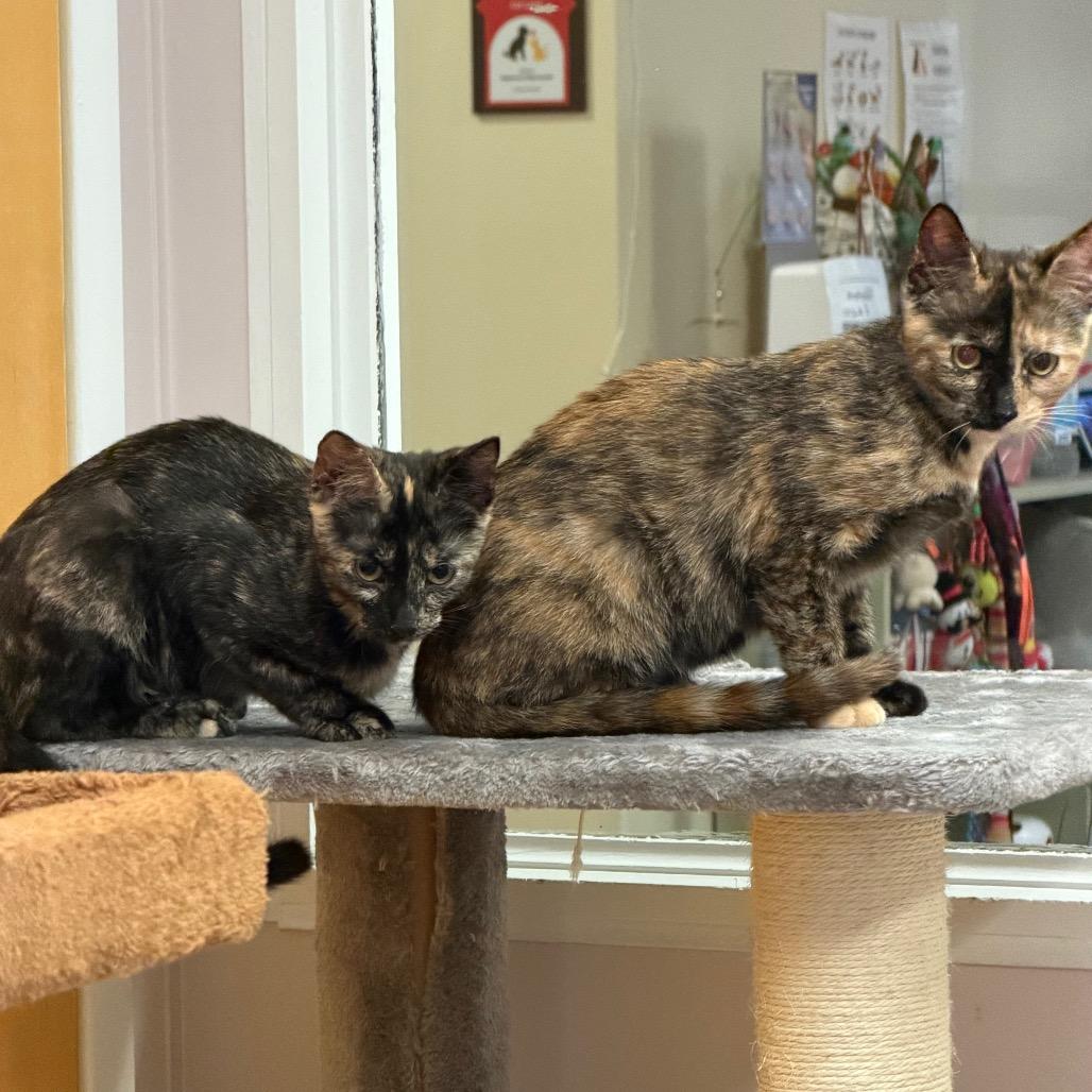 Enlarge Marble, a Adoptable Domestic Short Hair in Middlebury, VT image 3/4