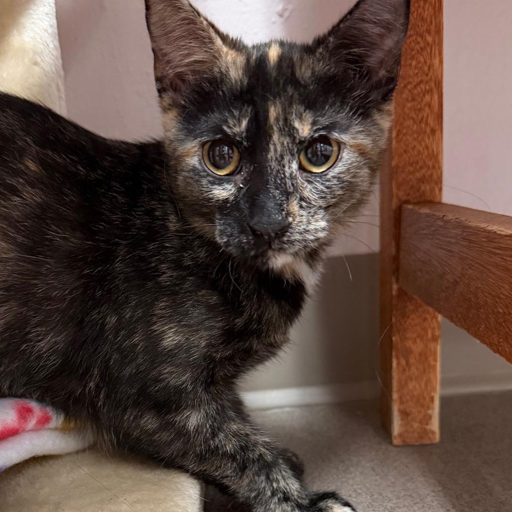 Enlarge Marble, a Adoptable Domestic Short Hair in Middlebury, VT image 4/4