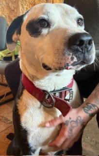 Enlarge Oreo, a Adoptable mixed breed in Lafayette, TN image 1/1