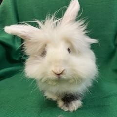 Furby, a ADOPTABLE mixed breed in Haltom City, TX image 3/4