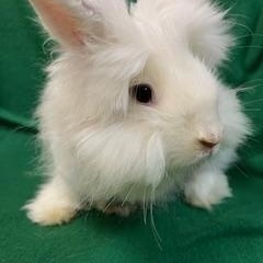 Furby, a ADOPTABLE mixed breed in Haltom City, TX image 1/4