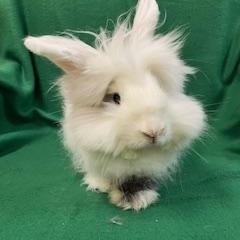 Furby, a ADOPTABLE mixed breed in Haltom City, TX image 4/4