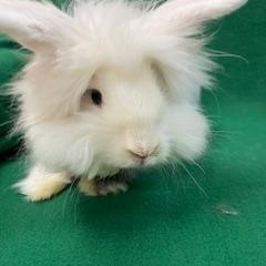 Furby, a ADOPTABLE mixed breed in Haltom City, TX image 2/4