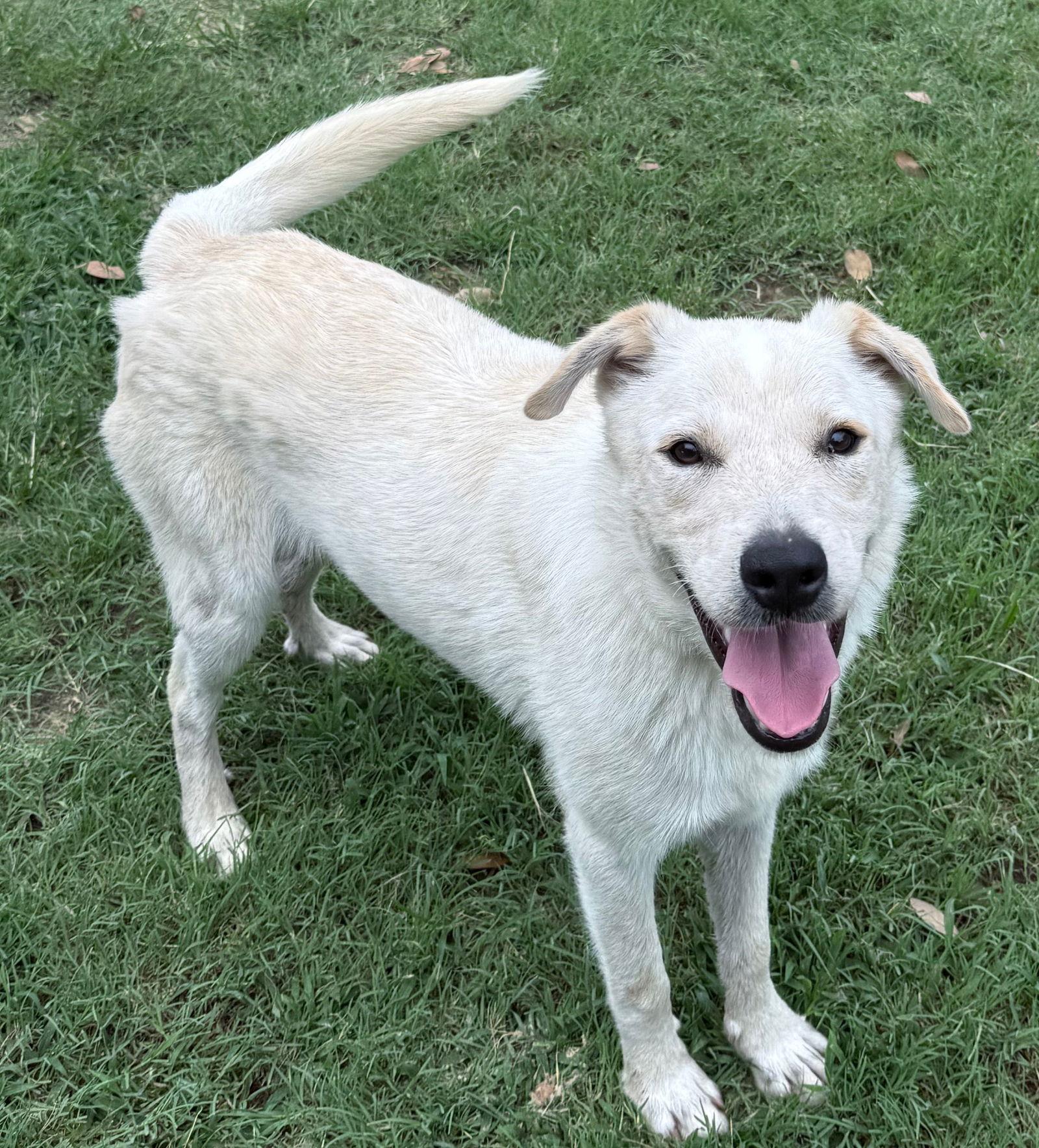 Enlarge Max, a Adoptable mixed breed in Gun Barrel City, TX image 1/3