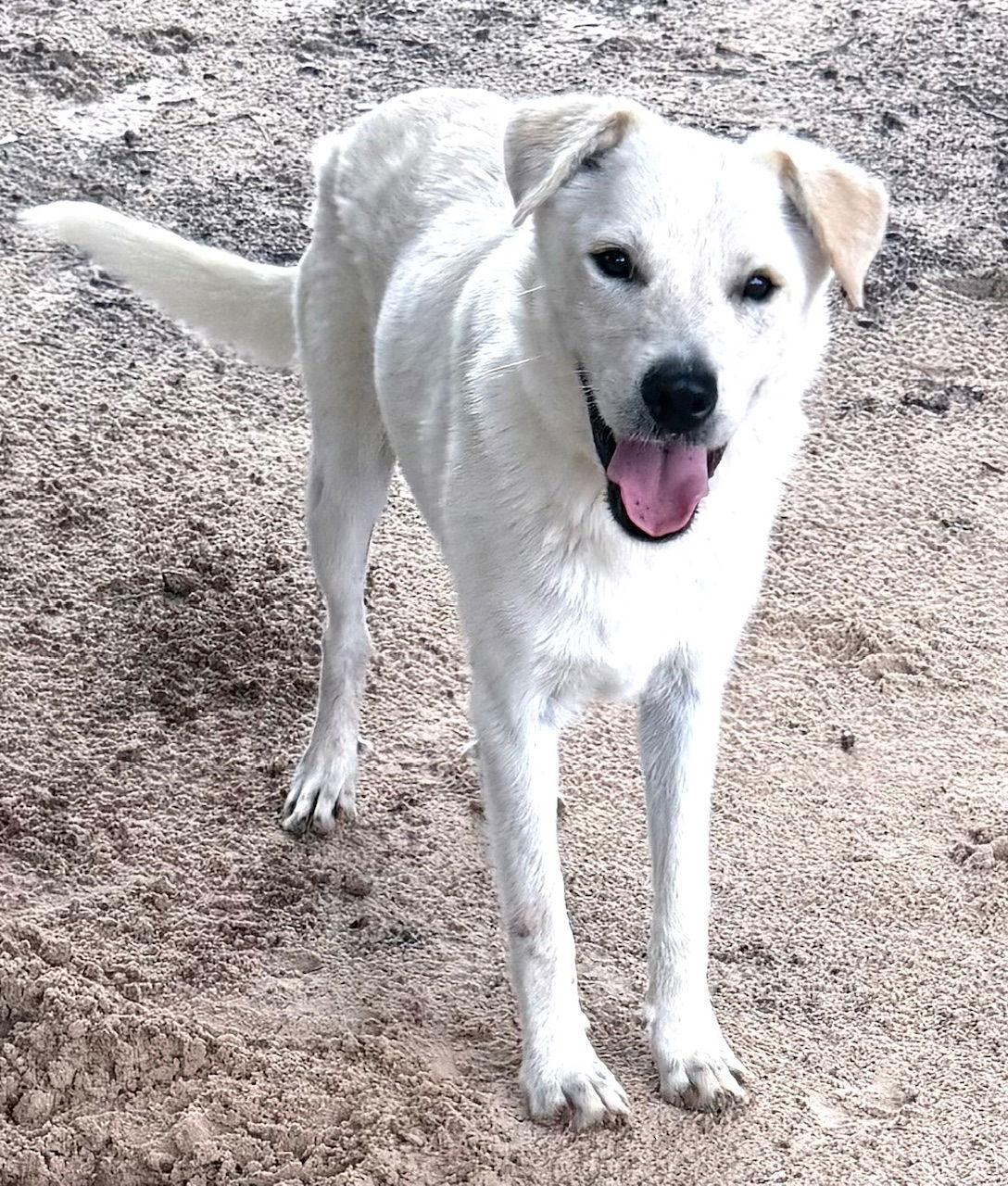 Enlarge Max, a Adoptable mixed breed in Gun Barrel City, TX image 2/3