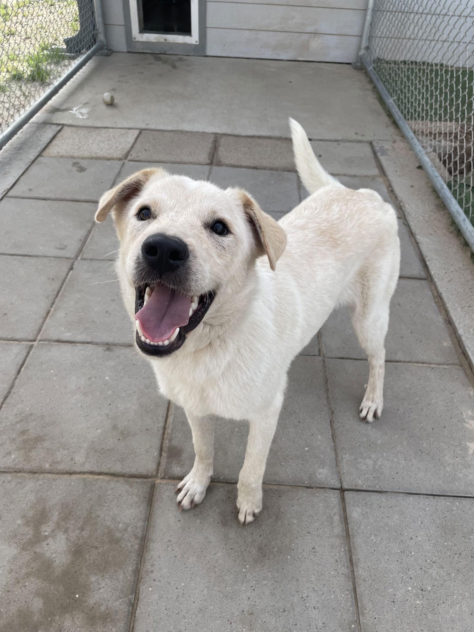 Enlarge Max, a Adoptable mixed breed in Gun Barrel City, TX image 3/3