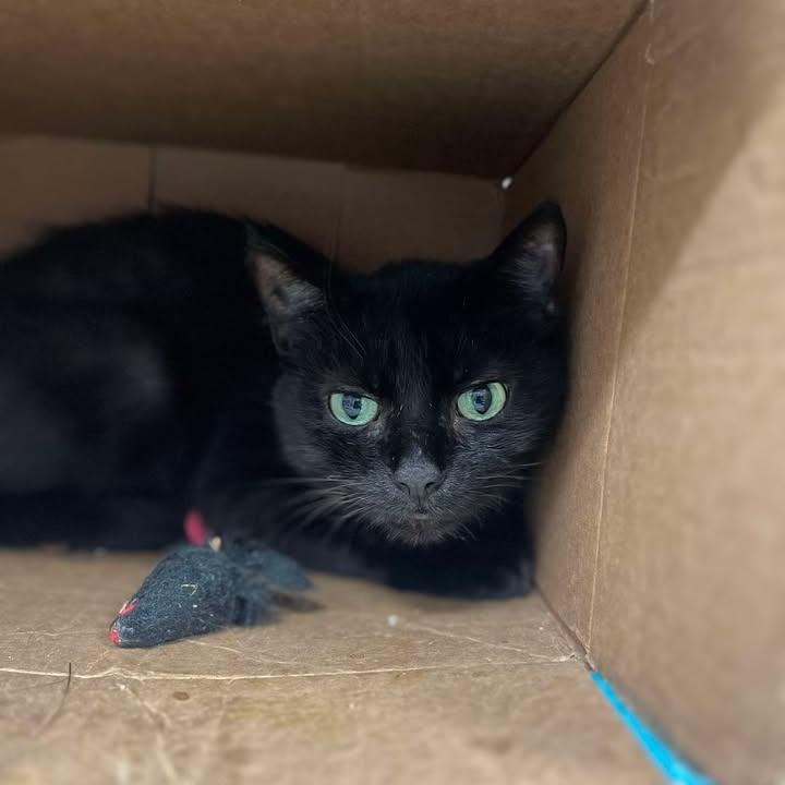 Lulu, Adoptable, Senior Female Domestic Short Hair.