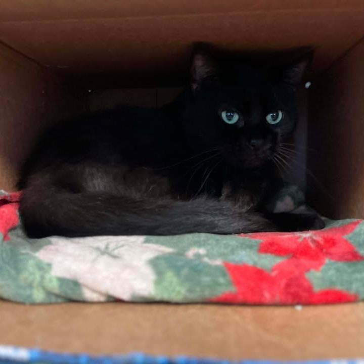 Lulu, a Adoptable Domestic Short Hair in Memphis, TN image 2/2