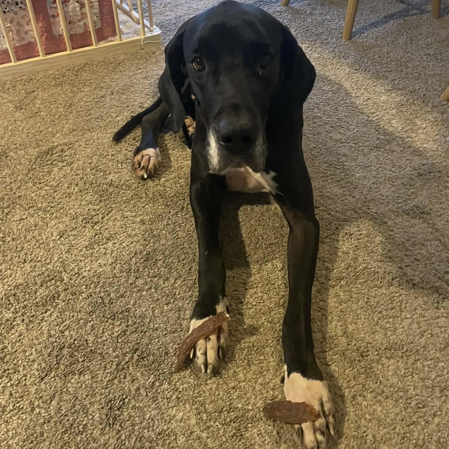 Enlarge Mescal, a Adoptable Great Dane in Mesa, AZ image 4/6