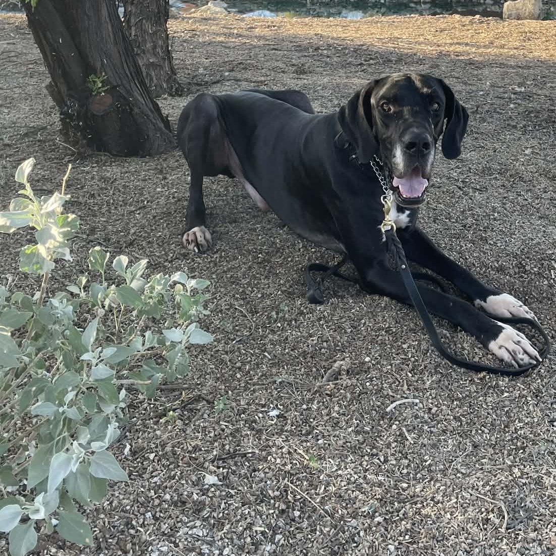Enlarge Mescal, a Adoptable Great Dane in Mesa, AZ image 1/6