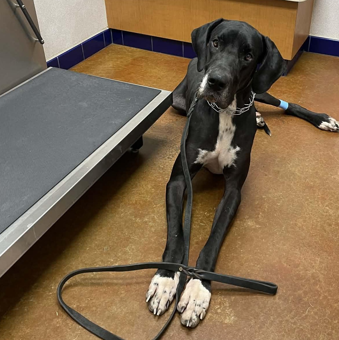 Enlarge Mescal, a Adoptable Great Dane in Mesa, AZ image 5/6