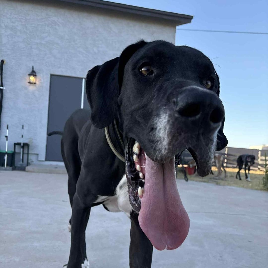 Enlarge Mescal, a Adoptable Great Dane in Mesa, AZ image 2/6