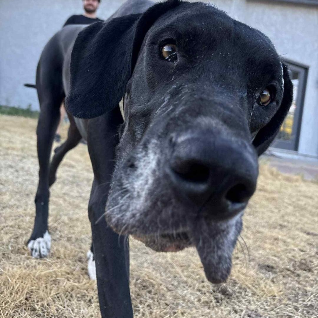 Enlarge Mescal, a Adoptable Great Dane in Mesa, AZ image 3/6