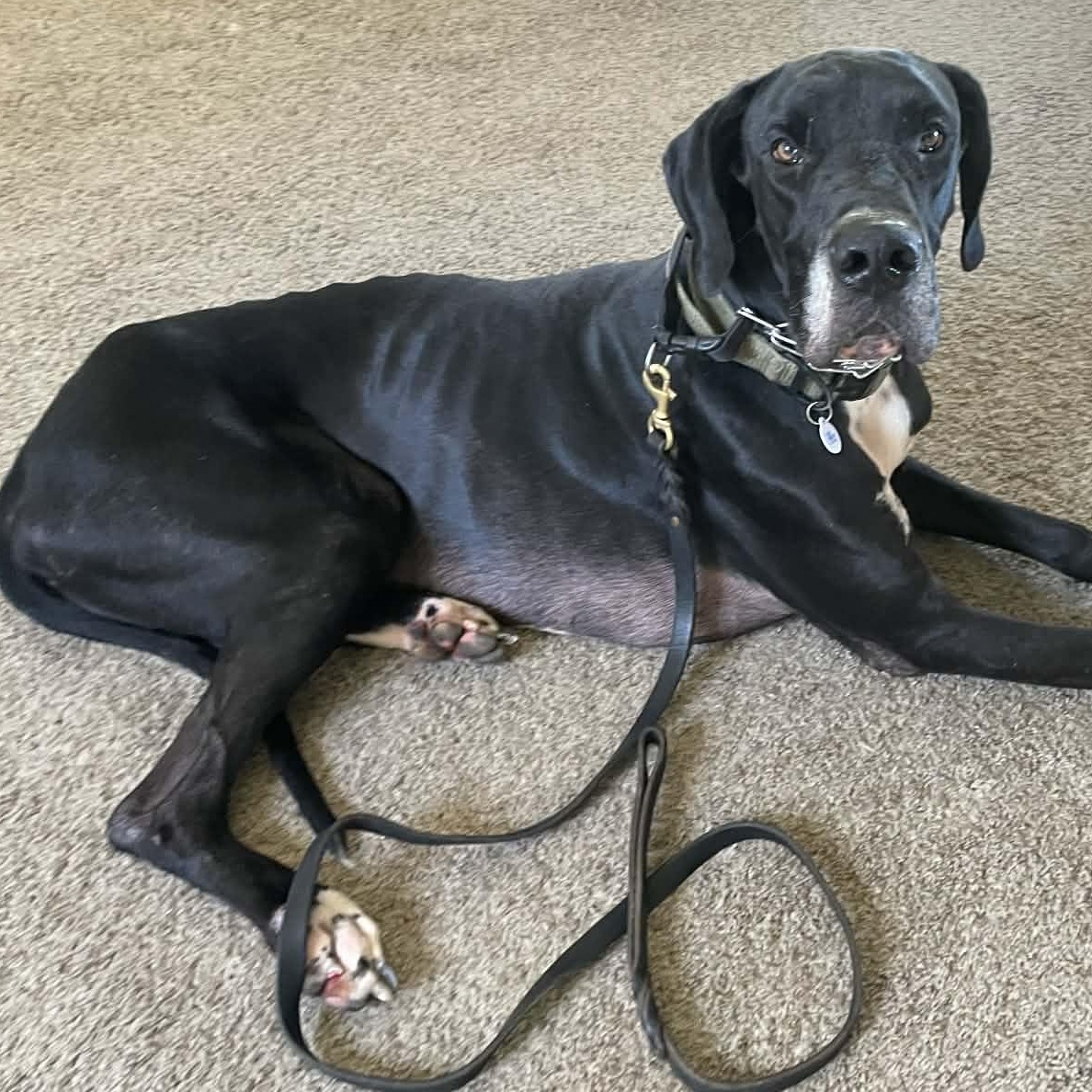 Enlarge Mescal, a Adoptable Great Dane in Mesa, AZ image 6/6