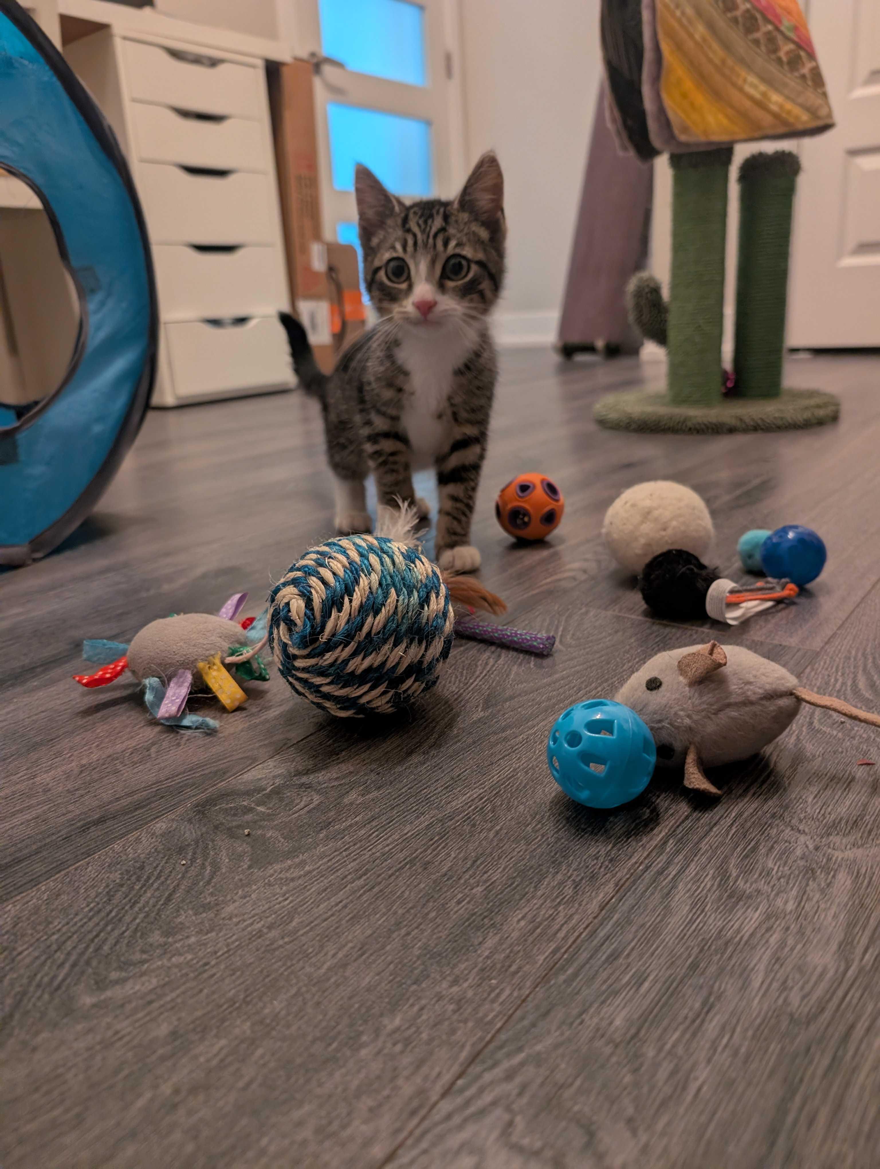 Enlarge Milo, an adopted Domestic Short Hair in Wakefield, QC image 4/6