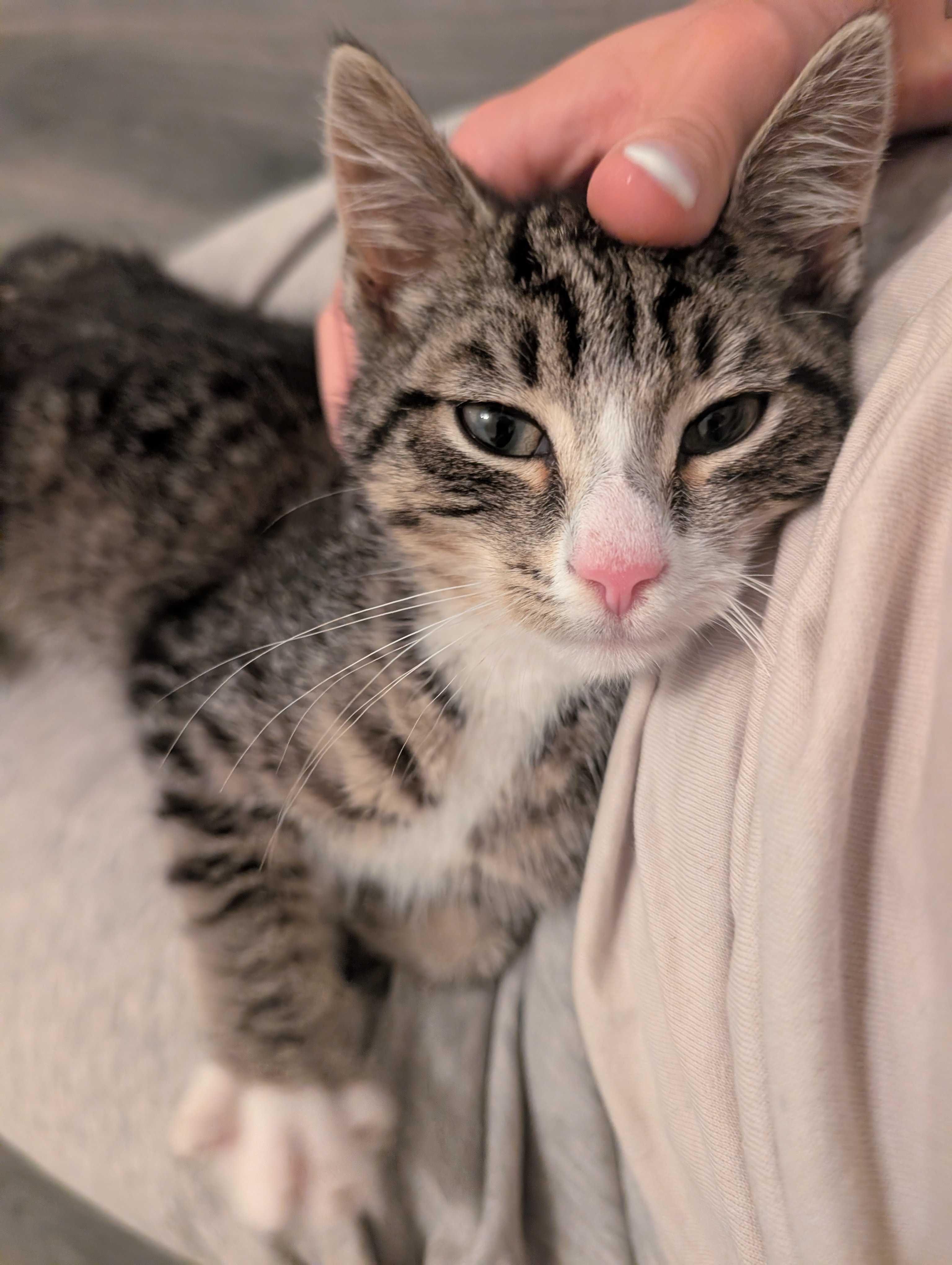 Enlarge Milo, an adopted Domestic Short Hair in Wakefield, QC image 5/6