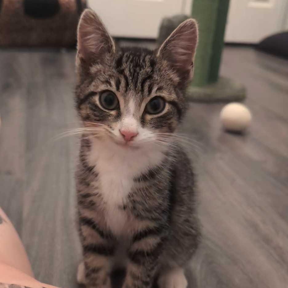 Milo, adopted, Kitten Male Domestic Short Hair.