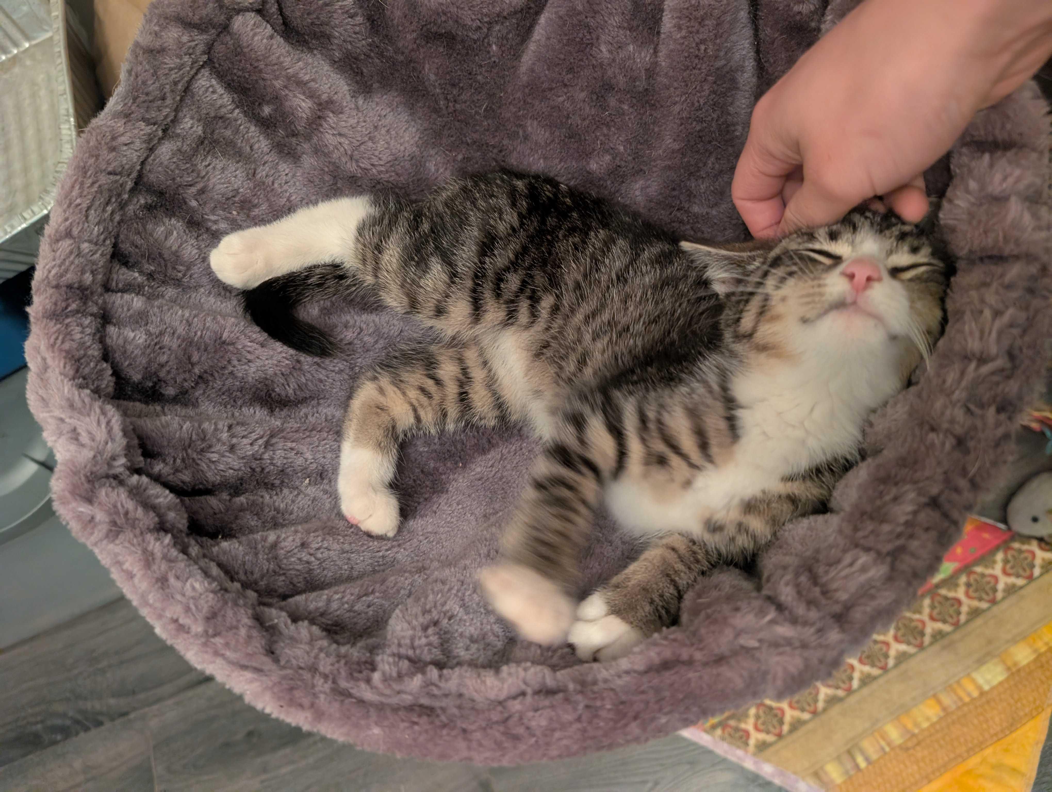 Enlarge Milo, an adopted Domestic Short Hair in Wakefield, QC image 2/6