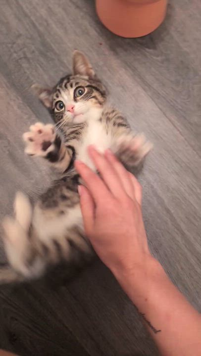 Enlarge Milo, an adopted Domestic Short Hair in Wakefield, QC video 3/6