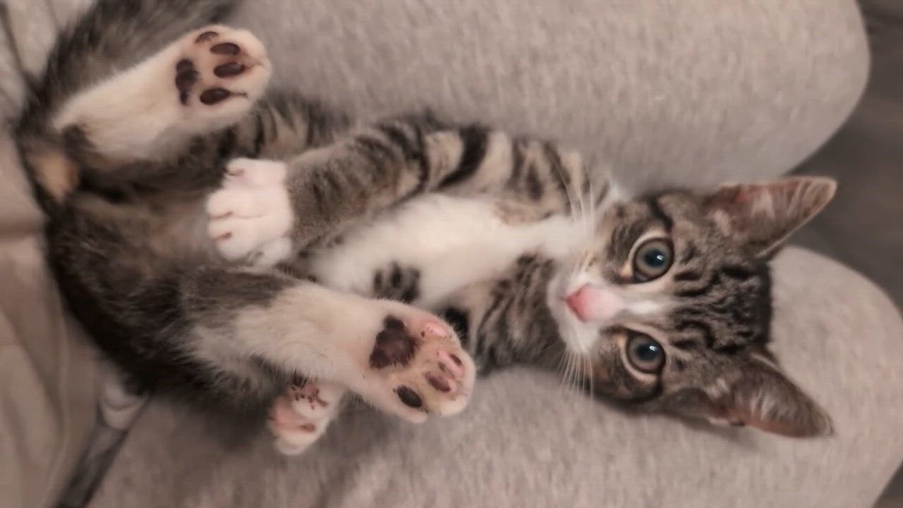 Enlarge Milo, an adopted Domestic Short Hair in Wakefield, QC video 6/6