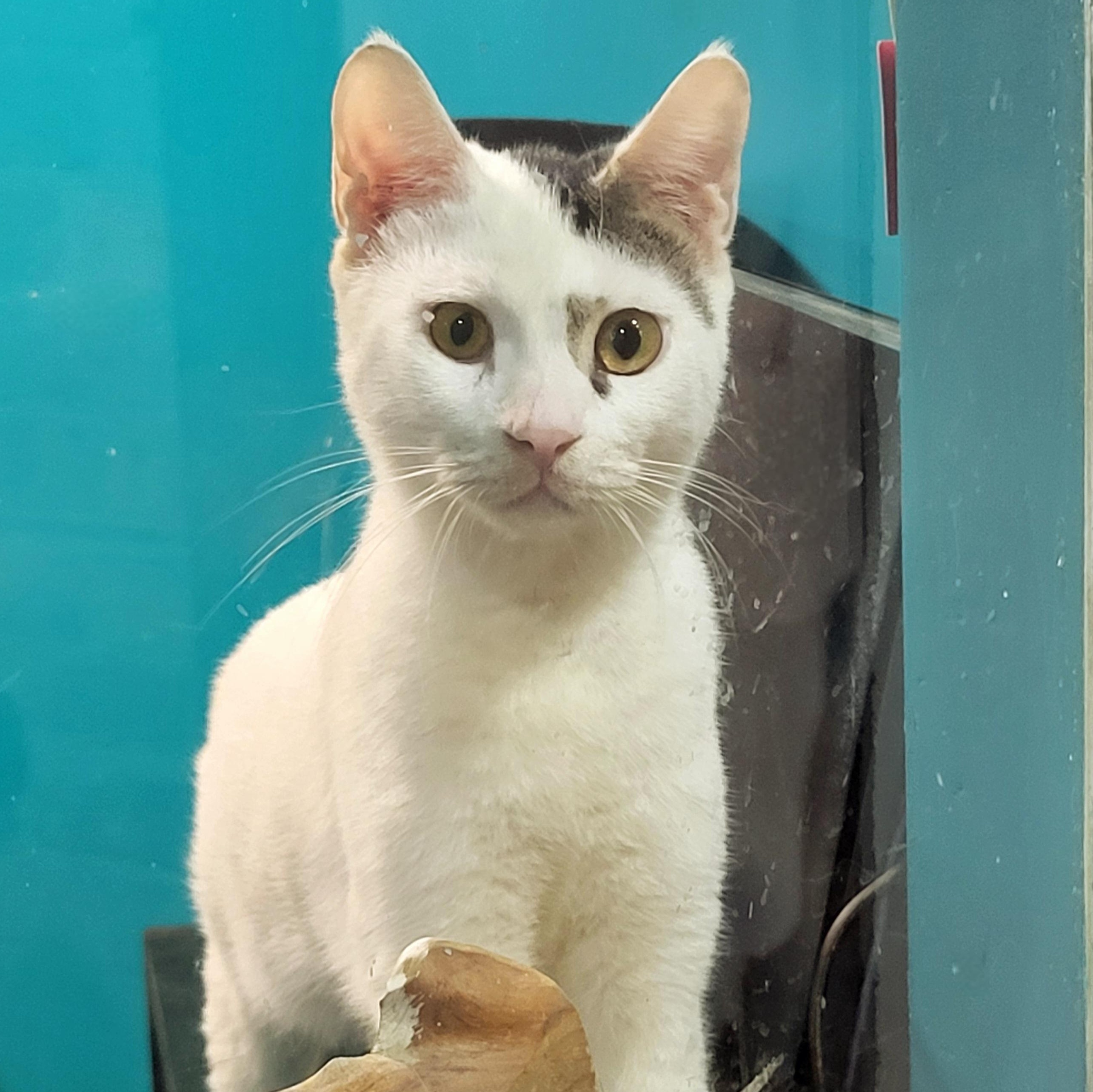 Butchy, a Adoptable Domestic Short Hair in Chicago, IL image 1/2