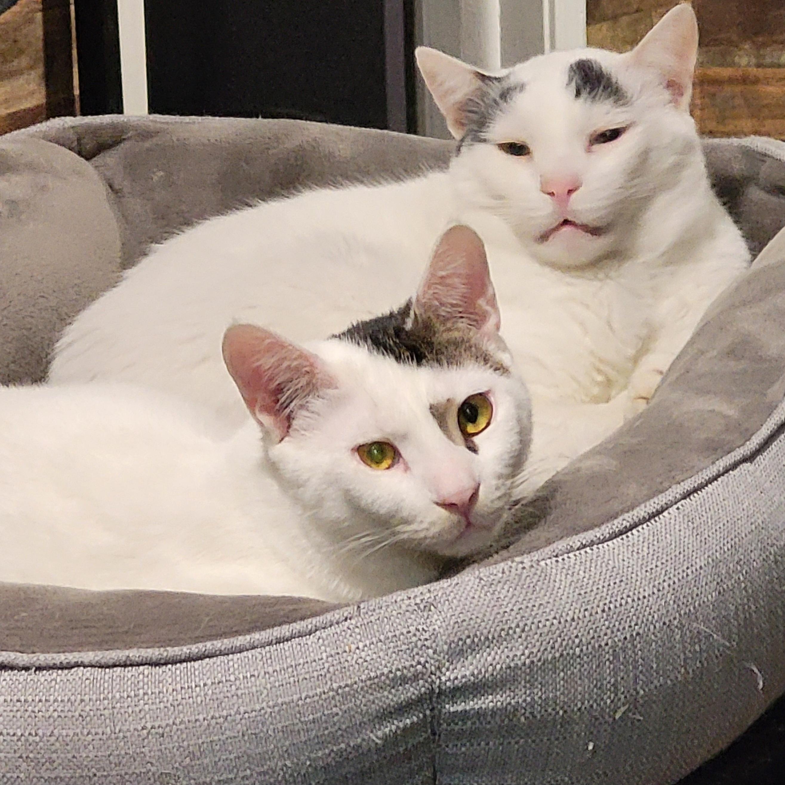 Butchy, a Adoptable Domestic Short Hair in Chicago, IL image 2/2