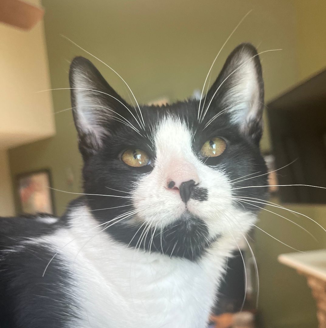 Bessie, a Adoptable Tuxedo in Sacramento, CA image 1/8