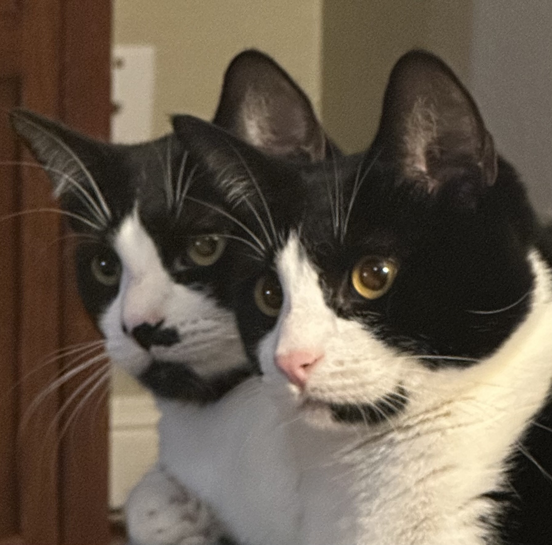 Bessie, a Adoptable Tuxedo in Sacramento, CA image 2/8