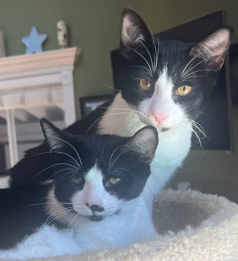 Bessie, Adoptable, Adult Female Tuxedo.