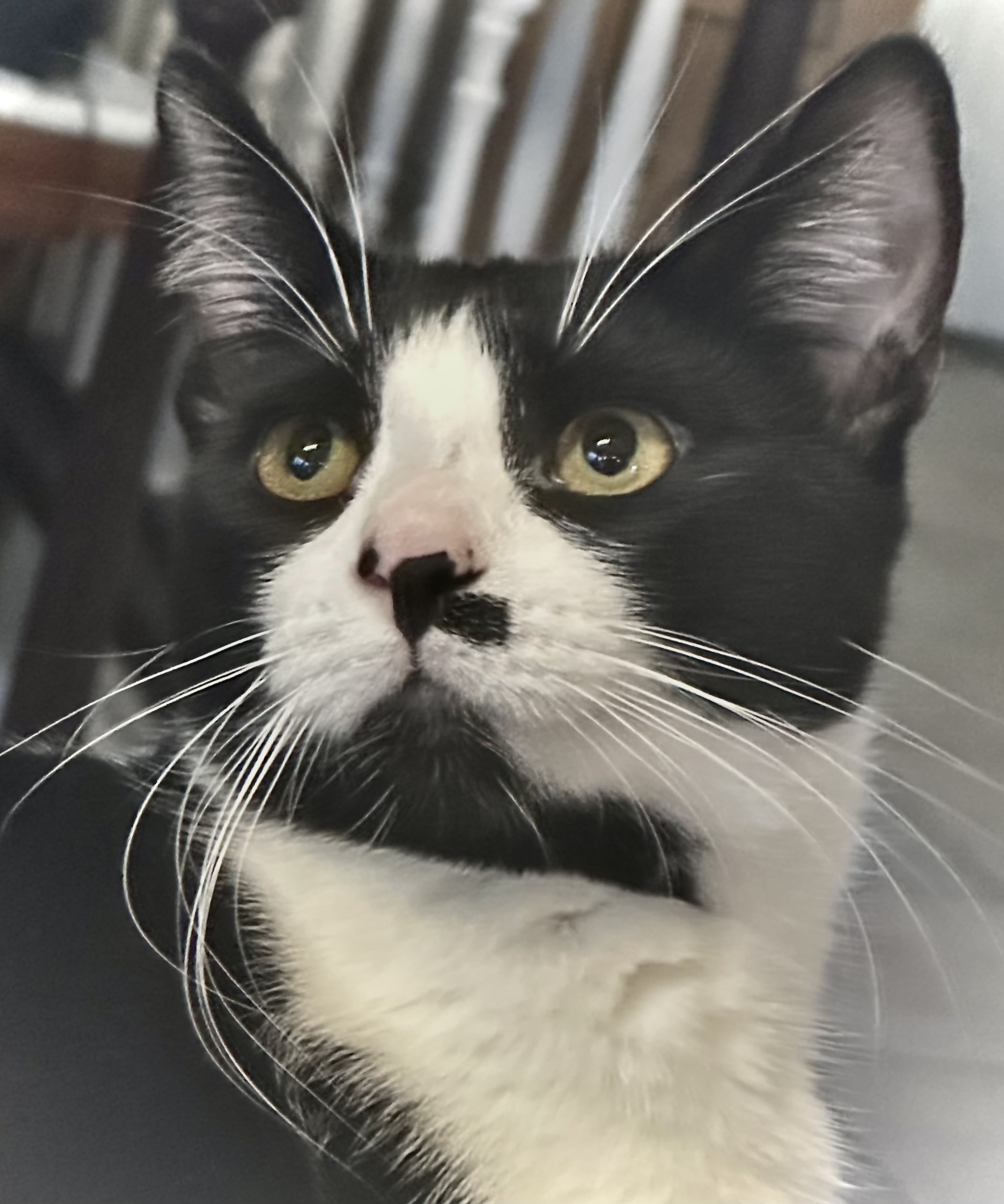 Bessie, a Adoptable Tuxedo in Sacramento, CA image 5/8