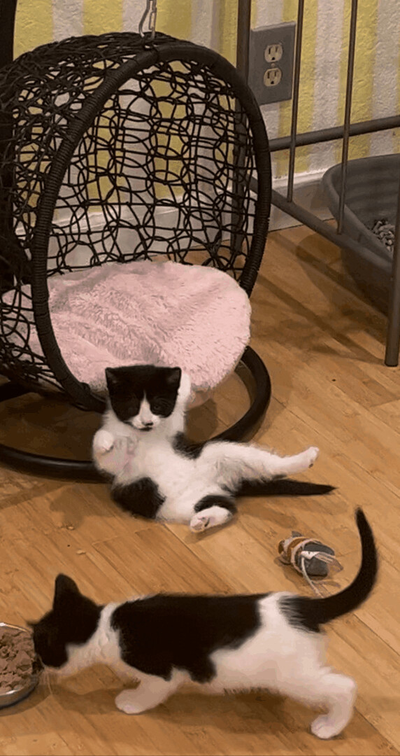 Bessie, a Adoptable Tuxedo in Sacramento, CA image 6/8