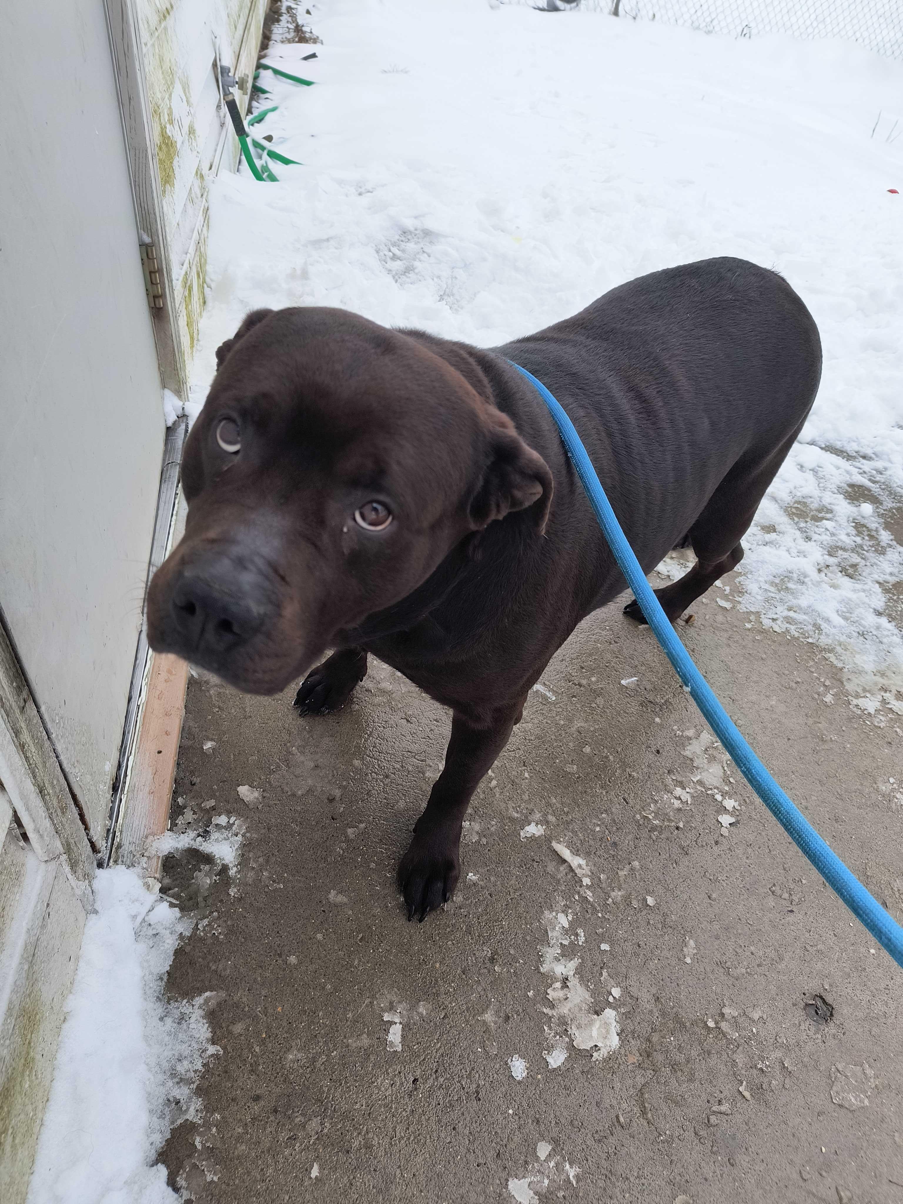 Enlarge Dion, a Adoptable mixed breed in Montrose, PA image 1/1