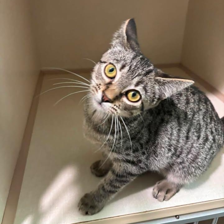 Lost Comet, adopted, Kitten Male Domestic Short Hair.