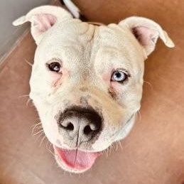 Meko, Adoptable, Adult Male American Bully & Terrier.