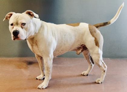 Enlarge Meko, a Adoptable mixed breed in Rapid City, SD image 2/2